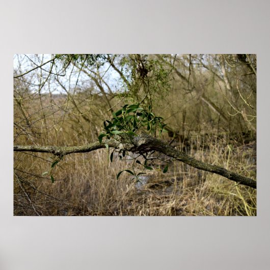 ヤドリギ ポスター (正面)