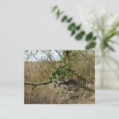 ヤドリギ ポストカード (スタンド正面)