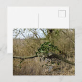 ヤドリギ ポストカード (正面/裏面)