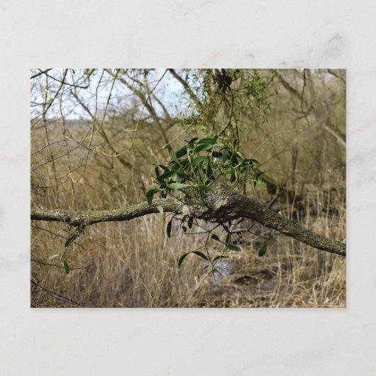 ヤドリギ ポストカード (正面)