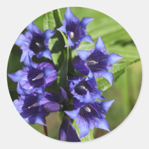 ヤナギのリンドウ(Gentiana asclepiadea) ラウンドシール