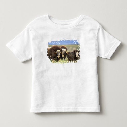 ヤナギの低木で餌を食べる一群のジャコウウシ トドラーTシャツ (正面)