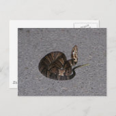 ヤナギハコヘビ ポストカード (正面/裏面)