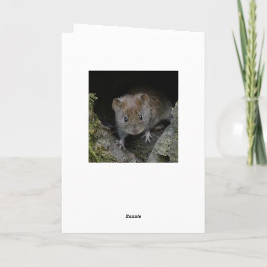 ヤナギ カード (裏面)