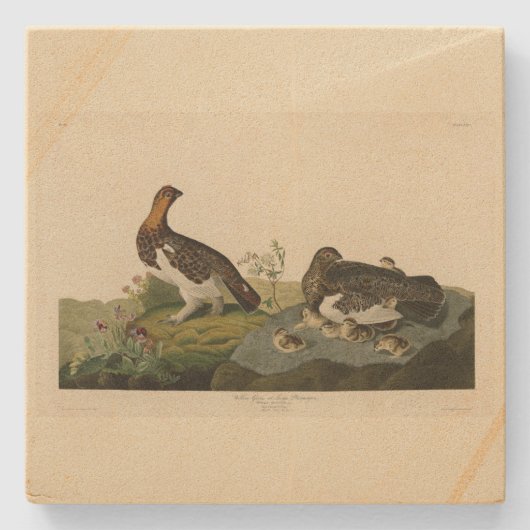 ヤナギ（グロウース） - Audubon's Birds of America ストーンコースター (正面)