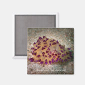 ヤノラスサビンキニ角磁石 マグネット (正面/裏面)