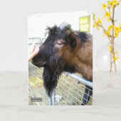 ヤフレンドリーギ カード (黄色い花)