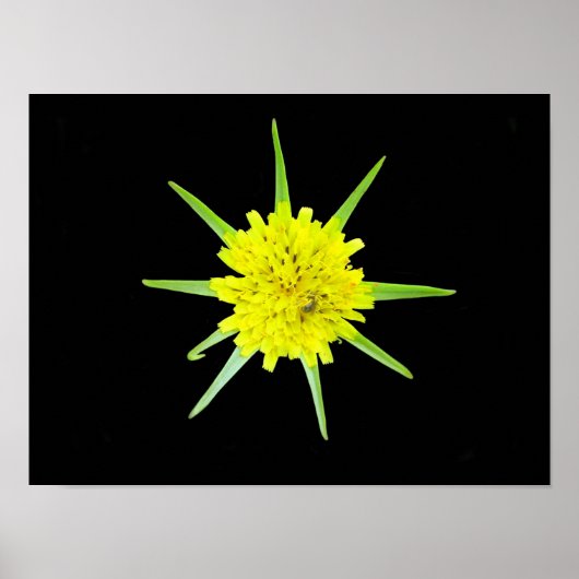 ヤブニンジン(Lesser Goats-beard)の花のポスター ポスター (正面)
