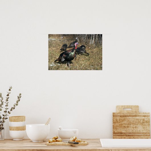 ヤマアラシの野生の七面鳥、大きなゴブラと群れ ポスター (キッチン)
