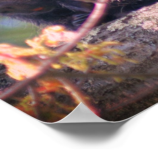 ヤマアラシ野生動物自然 ポスター (角)