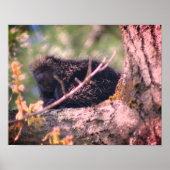 ヤマアラシ野生動物自然 ポスター (正面)