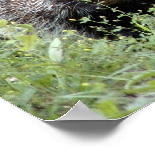 ヤマアラシ ポスター (角)