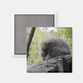 ヤマアラシ マグネット (正面/裏面)