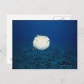 ヤマザメ ポストカード (正面/裏面)