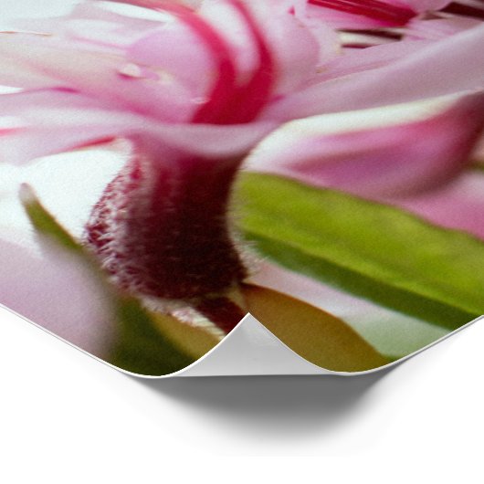 ヤマツツジ ポスター (角)