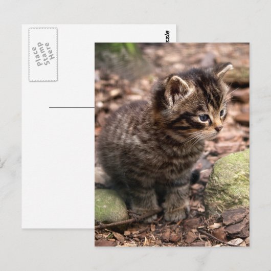 ヤマネコ猫 ポストカード (正面/裏面)