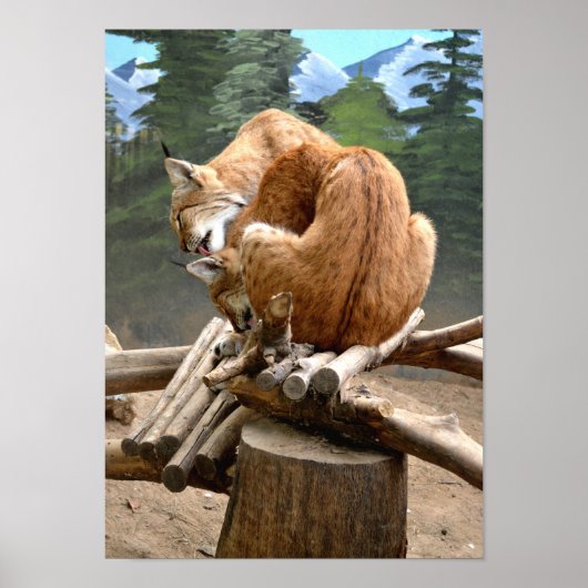 ヤマネコ ポスター (正面)