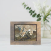 ヤマネコ ポストカード (スタンド正面)