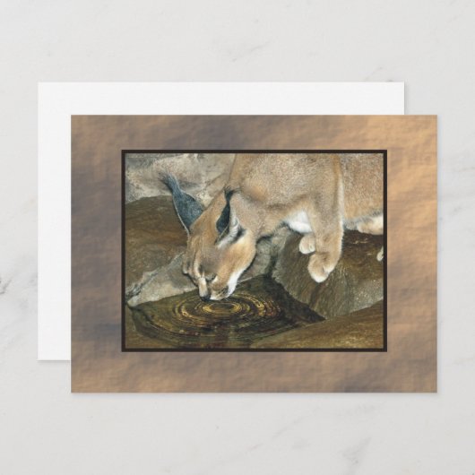 ヤマネコ ポストカード (正面/裏面)