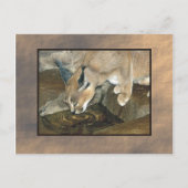 ヤマネコ ポストカード (正面)