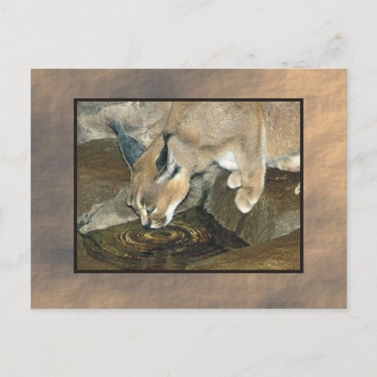 ヤマネコ ポストカード (正面)