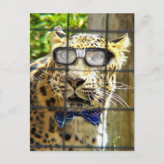 ヤマネピダソル ポストカード (正面)