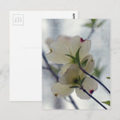 ヤマボウシの花 ポストカード (正面/裏面)