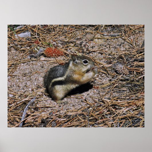 ヤマリス ポスター (正面)