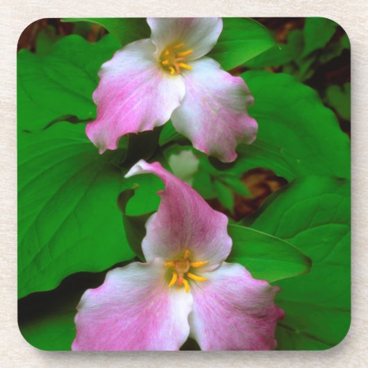 ヤマワリ コースター (正面)