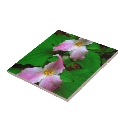 ヤマワリ タイル (側面)