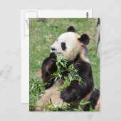 ヤムバンブ!パンダはがき ポストカード (正面/裏面)