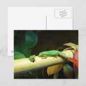 ヤモリ愛郵便はがき ポストカード (正面/裏面)