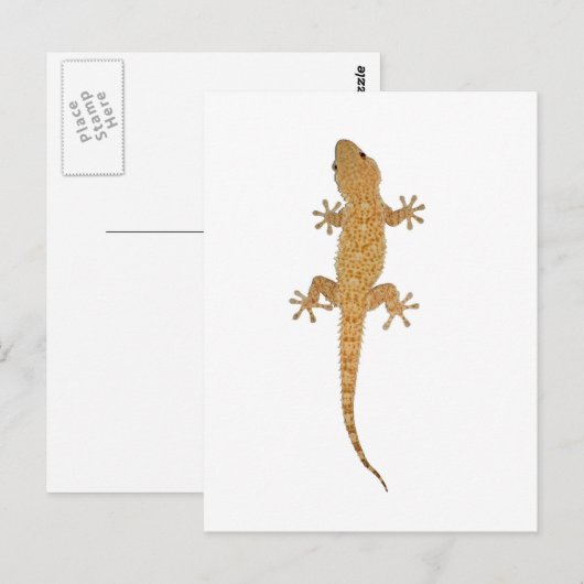ヤモリ ポストカード (正面/裏面)