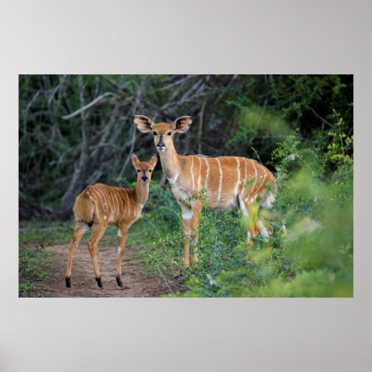 ヤラ州(Tragelaphus Angazii)ヤングンドゥモ ポスター (正面)
