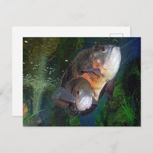 ヤルタ水族館のエキゾチックな魚アストロノトゥス ポストカード (正面/裏面)