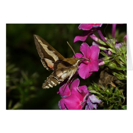 ヤレスガリ (正面横)