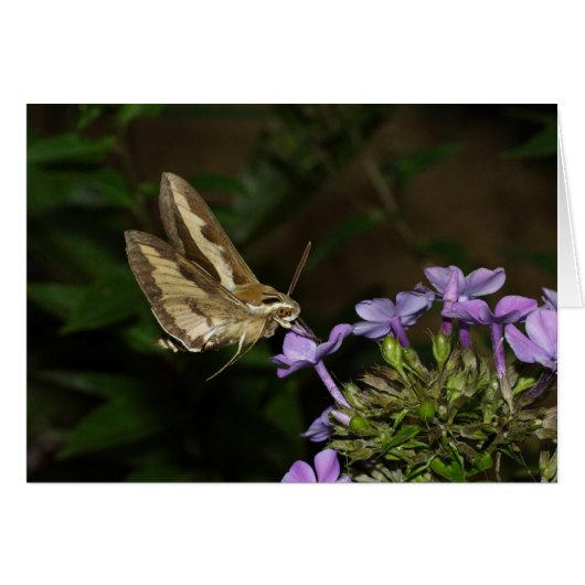 ヤレスガリ (正面横)