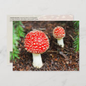 ヤングアマニタ ポストカード (正面/裏面)