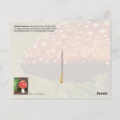 ヤングアマニタ ポストカード (裏面)