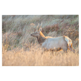 ヤングエルク メタルプリント