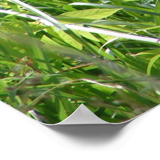 ヤングキツネ ポスター (角)