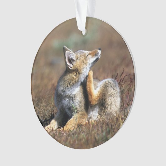 ヤンググレーキツネアットトーレスデルパインナショナルパーク オーナメント (正面)