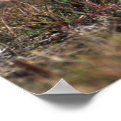 ヤンググレーキツネアットトーレスデルパインナショナルパーク ポスター (角)