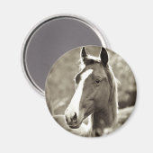 ヤングスタリオン マグネット (正面/裏面)