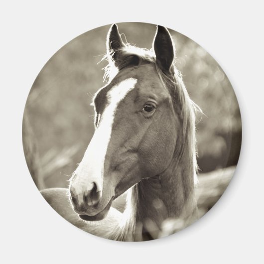 ヤングスタリオン マグネット (正面)