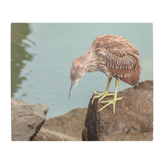 ヤングヘロン メタルプリント (正面)