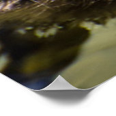 ヤングベビーダック ポスター (角)