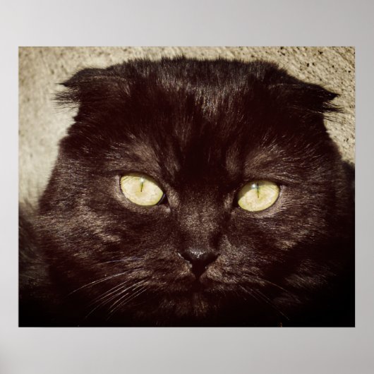 ヤングマンチキンキッテン顔 ポスター (正面)