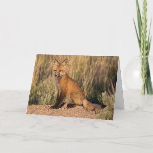 ヤングレッドキツネアットゴールデンアワー カード (正面)