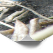 ヤングワイルドラットプリント ポスター (角)